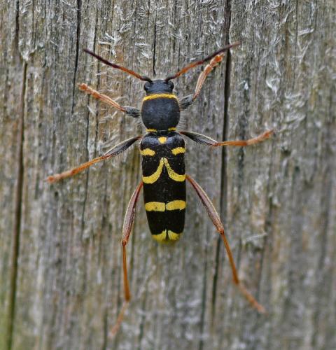 Clytus arietis